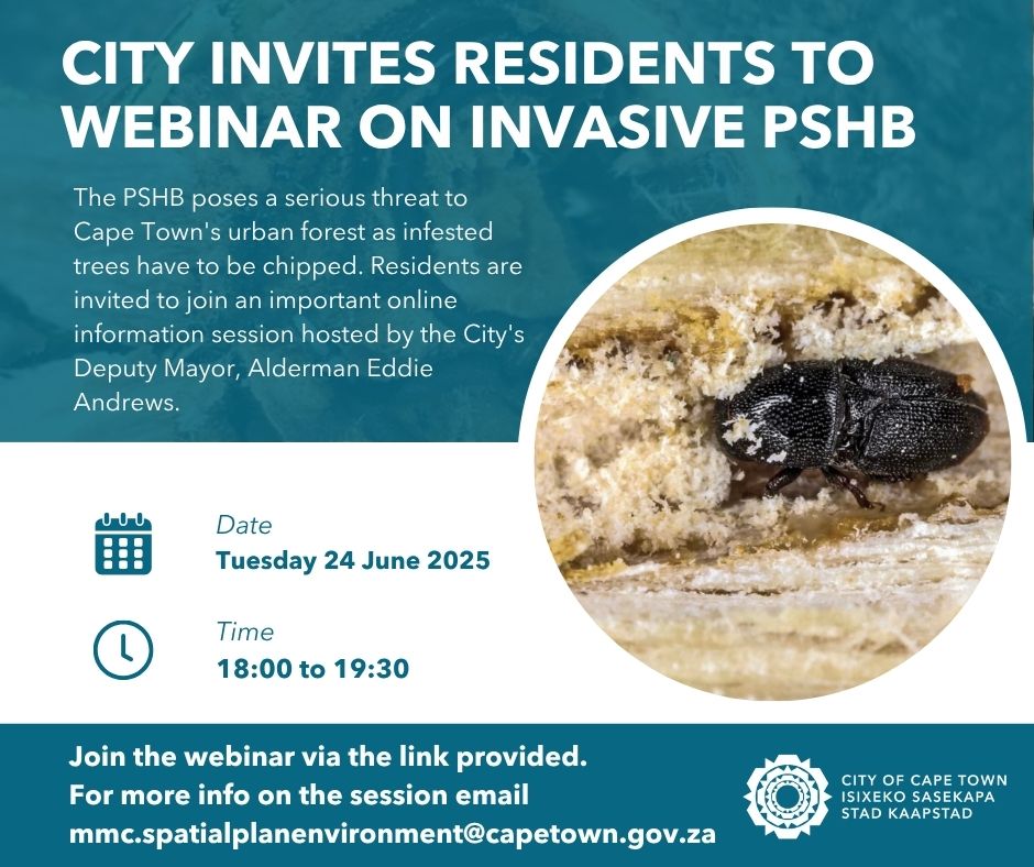 CityofCT's tweet photo. The City of Cape Town is urging residents to attend an important online information session about the invasive Polyphagous Shot Hole Borer beetle.
Meeting link: https://t.co/mgB8GsENvq
See for more information: https://t.co/8lKUcaxwyP
#CTNews #SpatialPlanningandEnvironment https://t.co/0zN9jNPLFL