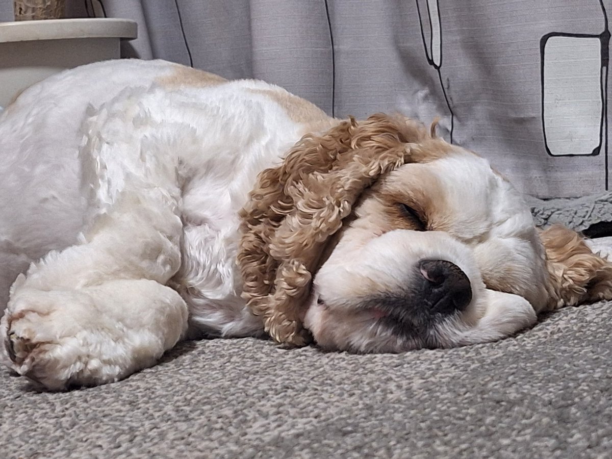 sakkinowa's tweet photo. ワンコの力を借りてリラックス🐶 https://t.co/oF2higpR7x