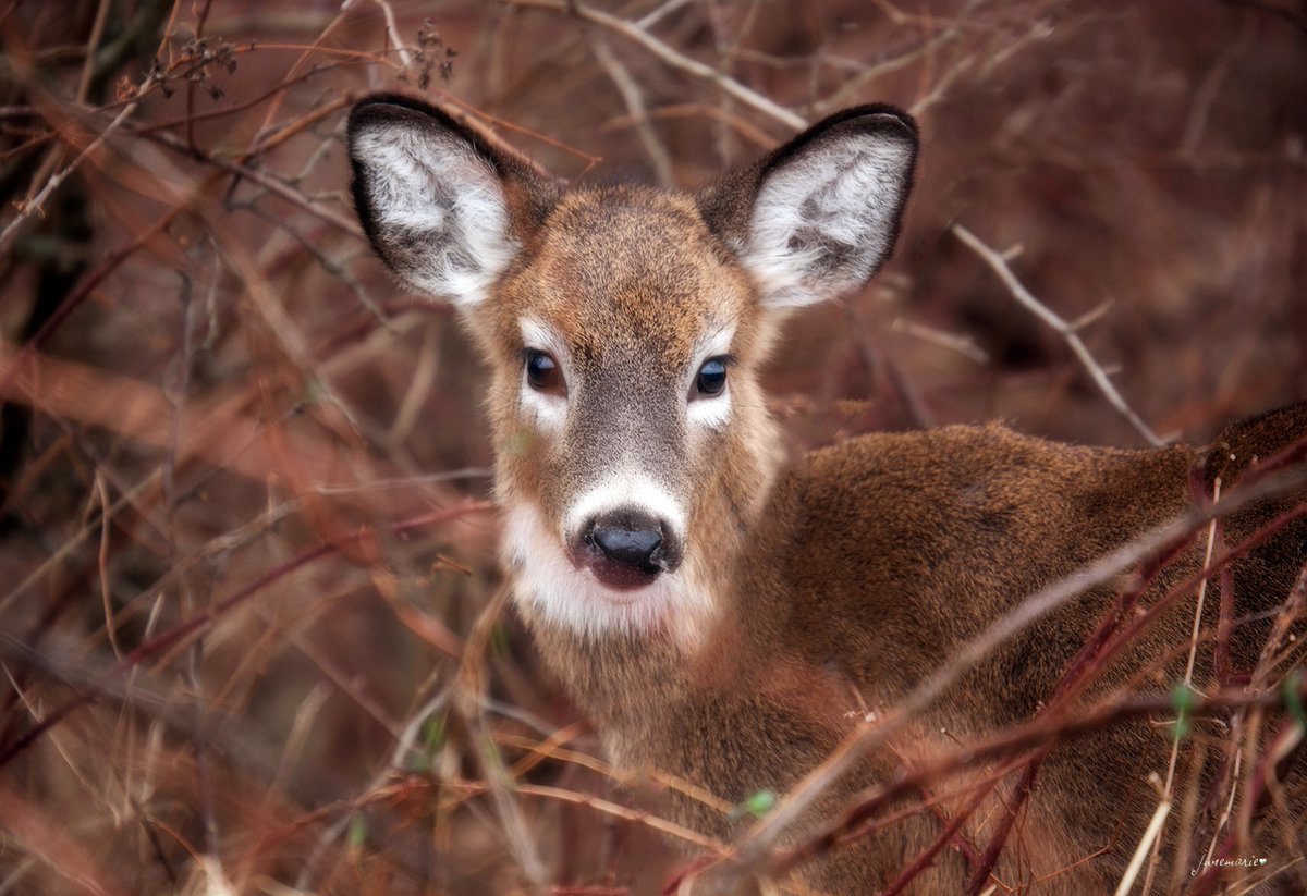 #dailypicturetheme #wildlife #deer #nature