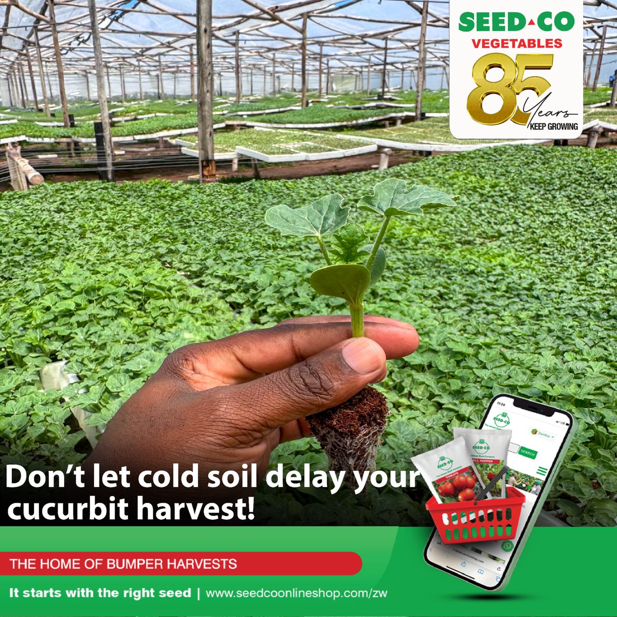SeedCoVegZim's tweet image. Cucurbit crop seeds are highly sensitive to low soil temperatures, and delayed germination can slow crop progress. For optimal growth, plant when soil temperatures are above 16°C for a uniform crop stand.

Get your seeds today. Visit our online shop at seedcoonlineshop.com.