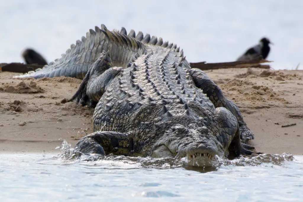 XploreTomorrow's tweet photo. 🐊 Did You Know? Nile Crocodiles are ancient river kings—over 200 million years old!
They crush prey with epic force during Mara River crossings.
Catch the action with Xplore Tomorrow DMC 🦓🌊

📩 uganda@xploretomorrow-dmc.com

#XTDMC #NileCrocodile #WildlifeEncounters https://t.co/xHgDvDgoIc