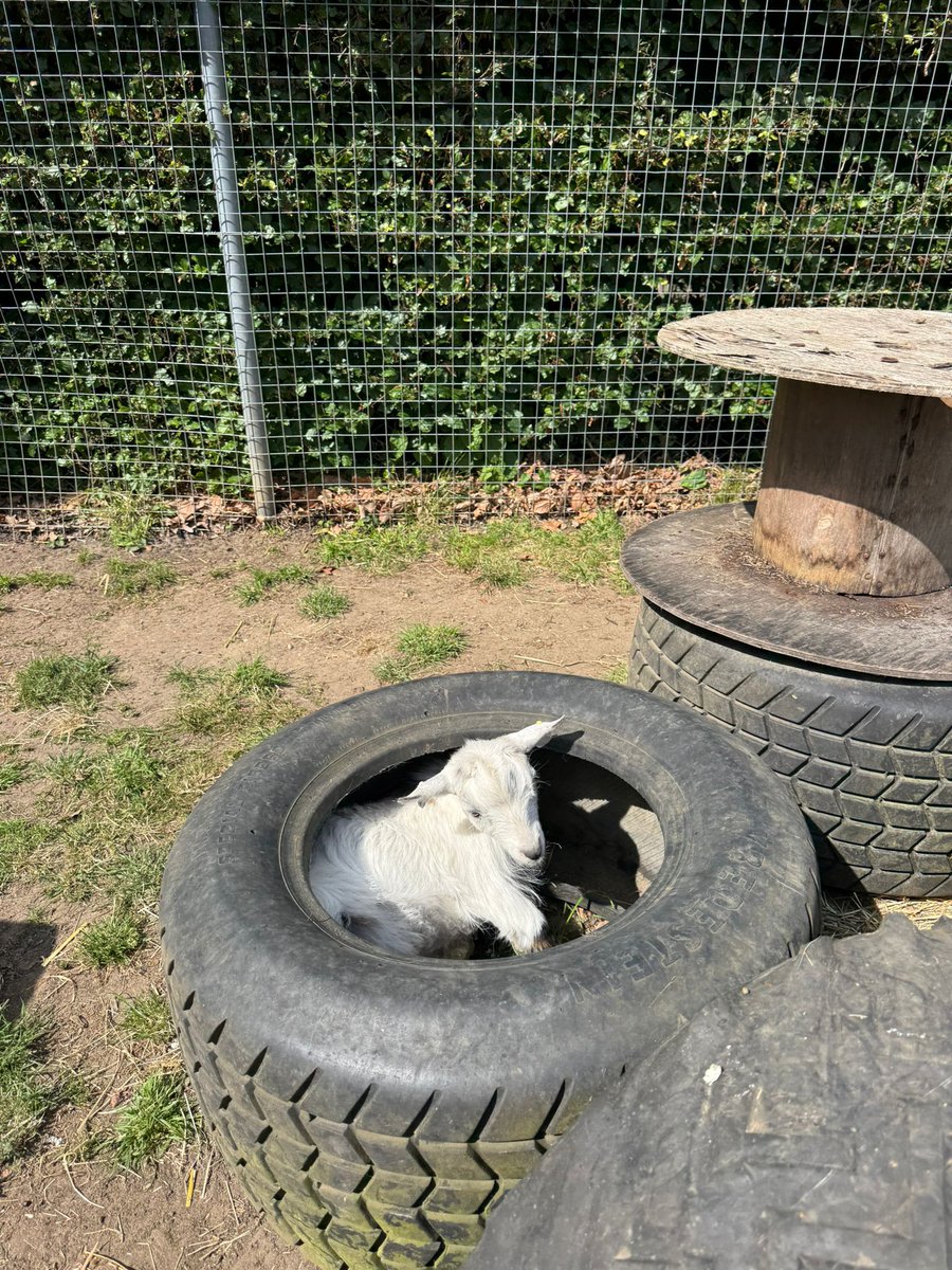 Little Vinny has found the best spot to hang out if he's feeling "tired" 🥰

#QueensParkFarm #QueensParkBrent