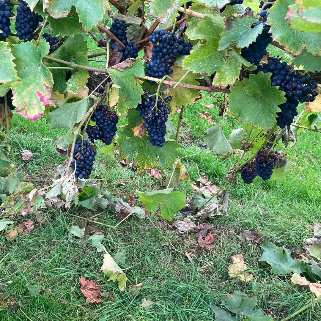 This week is #EnglishWineWeek and did you know there are a number of vineyards in Leicestershire, including Hanwell and Rothley Wine Estates. Both offer tours and wine tastings! Check them out on our site, plus loads of great food and drink experiences. 

ow.ly/j4Tp50WeThH