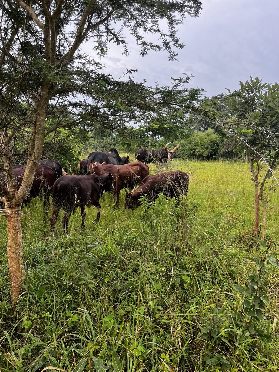 70% of cows in northern Uganda are infected with Contagious Bovine Pleuropneumonia, RUHAHA. 
When the eviction happens farmers will move their cows to various farming areas of the country. 
Everyone will feel the pain of RUHAHA including these politicians. 
Mark this tweet!