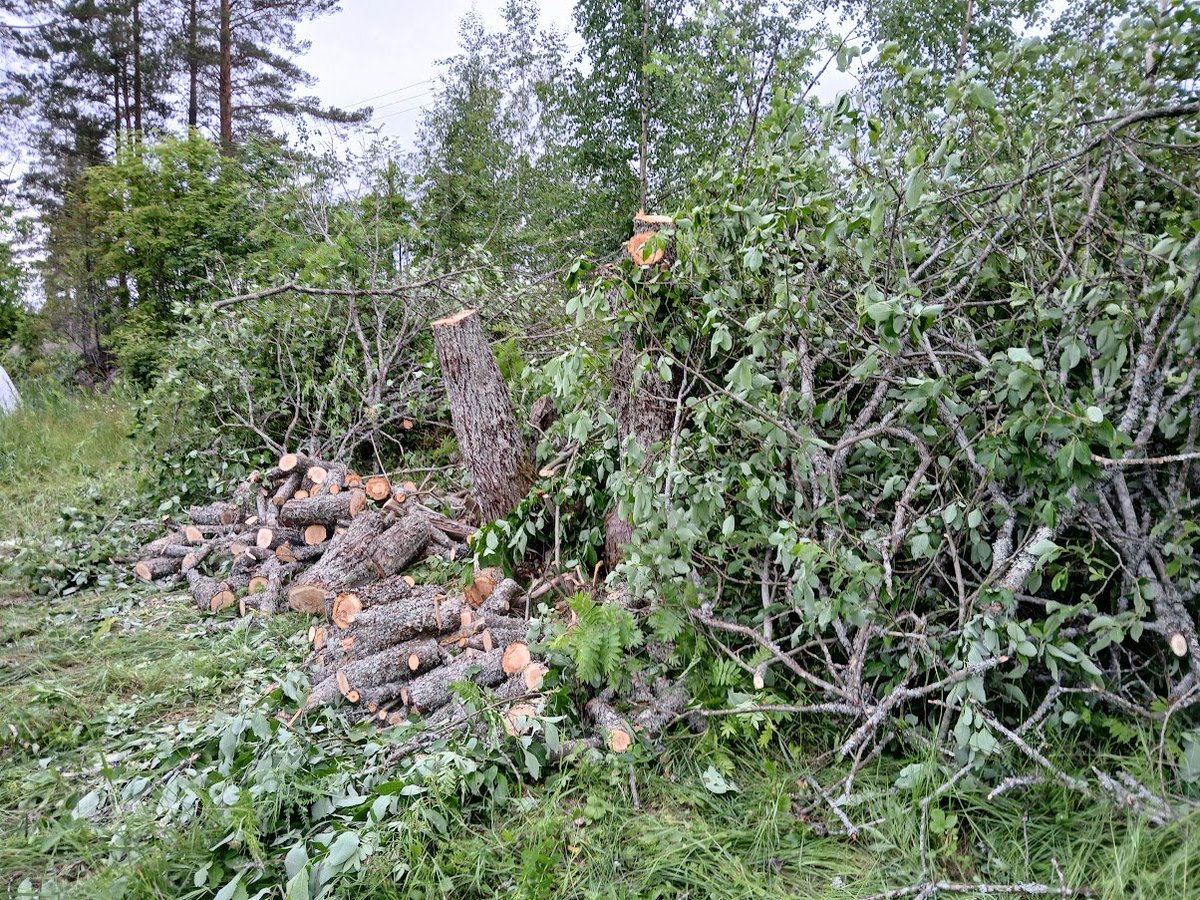 Pellonreunuspusikkohomma. Melkoinen raita kasvoi taittuneena pellon päälle. Ei muuta kuin nurin 1,5-2 m korkeaan kantoon. Ylemmät osat polttopuuksi ja pikkuoksat pellonreunaan kasaan pois peltohommien tieltä. Siinäpähän tekeytyvät.