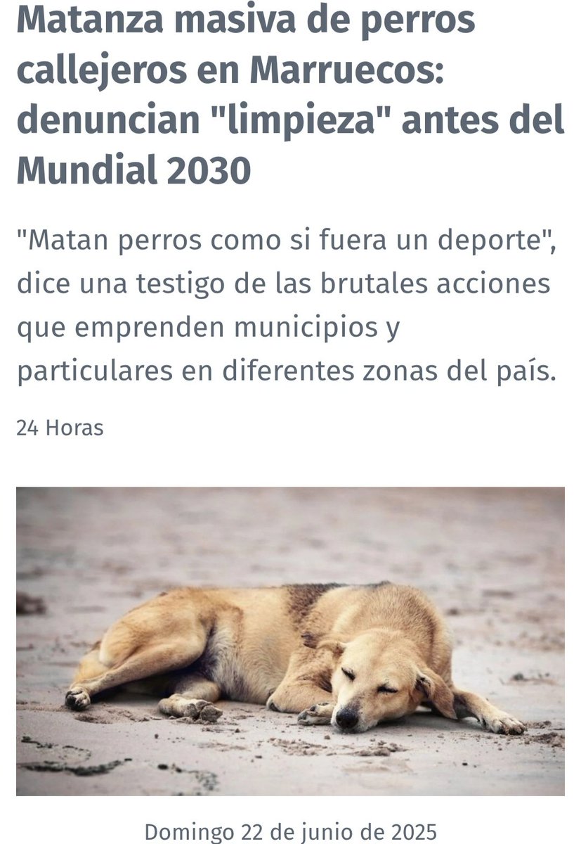 NO al mundial de la #FIFA en un país q ha establecido #matanzas de #animales para "limpiar sus calles"
<a href="/FIFAcom/">FIFA</a> <a href="/FIFAWorldCup/">FIFA World Cup</a> <a href="/fifacom_es/">FIFA (Español)</a> <a href="/fifamedia/">FIFA Media</a> <a href="/fifaworldcup_es/">Copa Mundial FIFA 🏆</a> 
¿Por qué #Marruecos está matando a miles de #perros callejeros antes del #Mundial d 2030?
24horas.cl/internacional/…