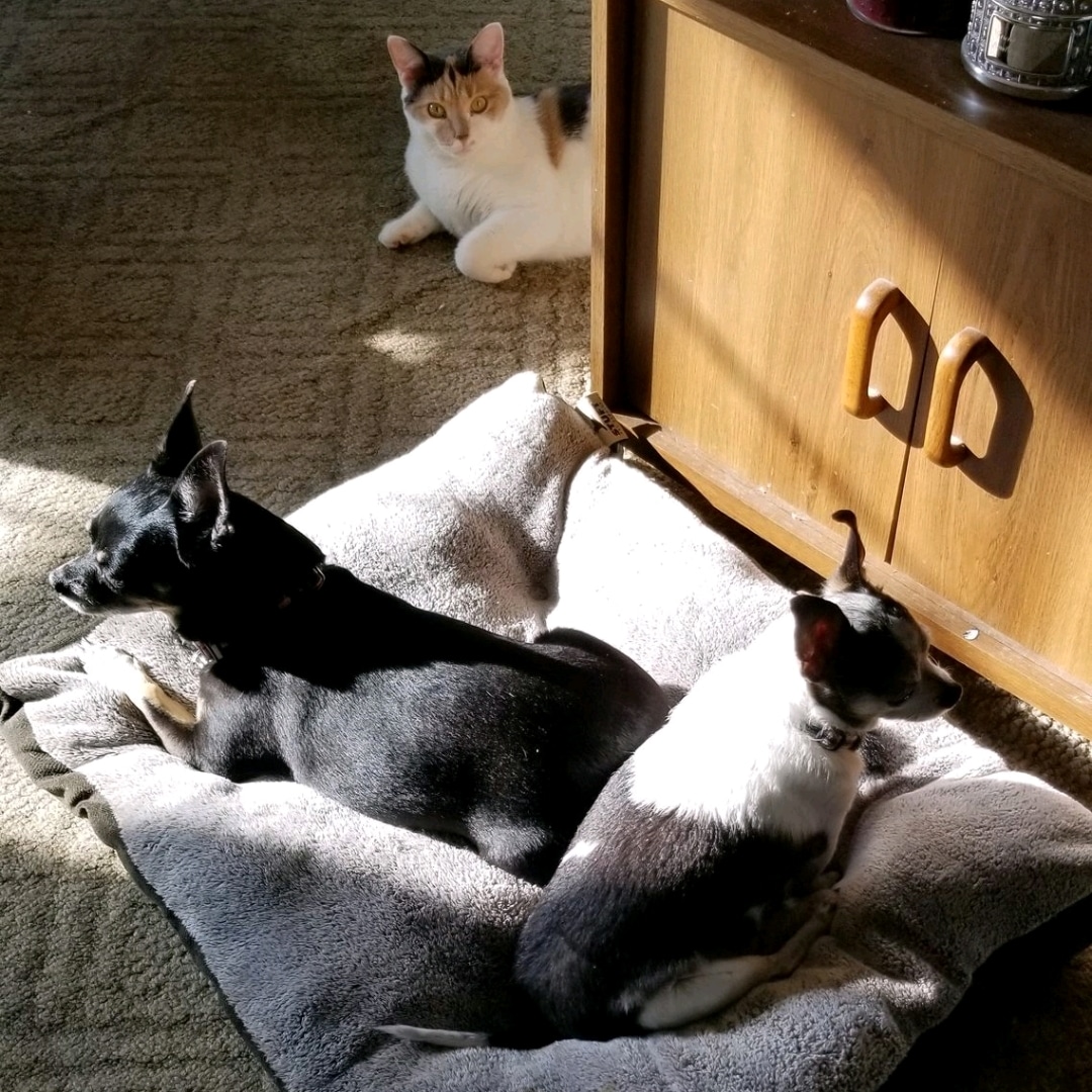 Daily Reo🌈 Sharing a sun puddle with my best friend 💖 #dogsoftwitter #TikiMyHeart #missyouReo