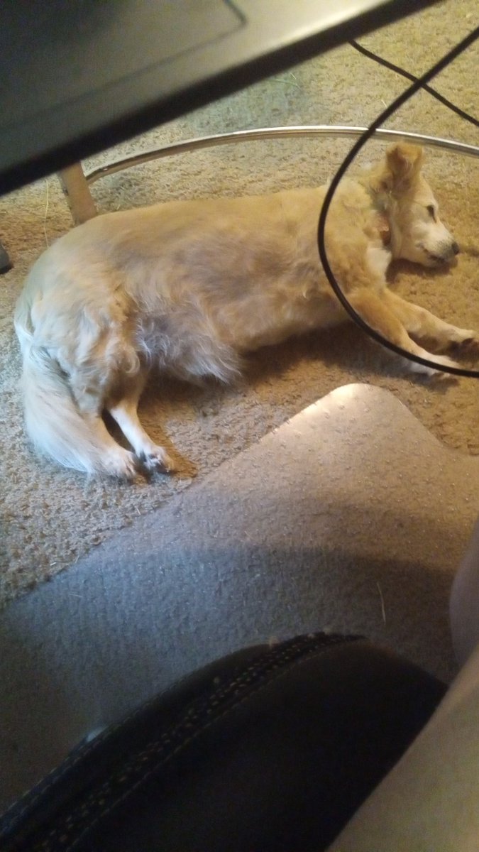 The dog is the lucky one today