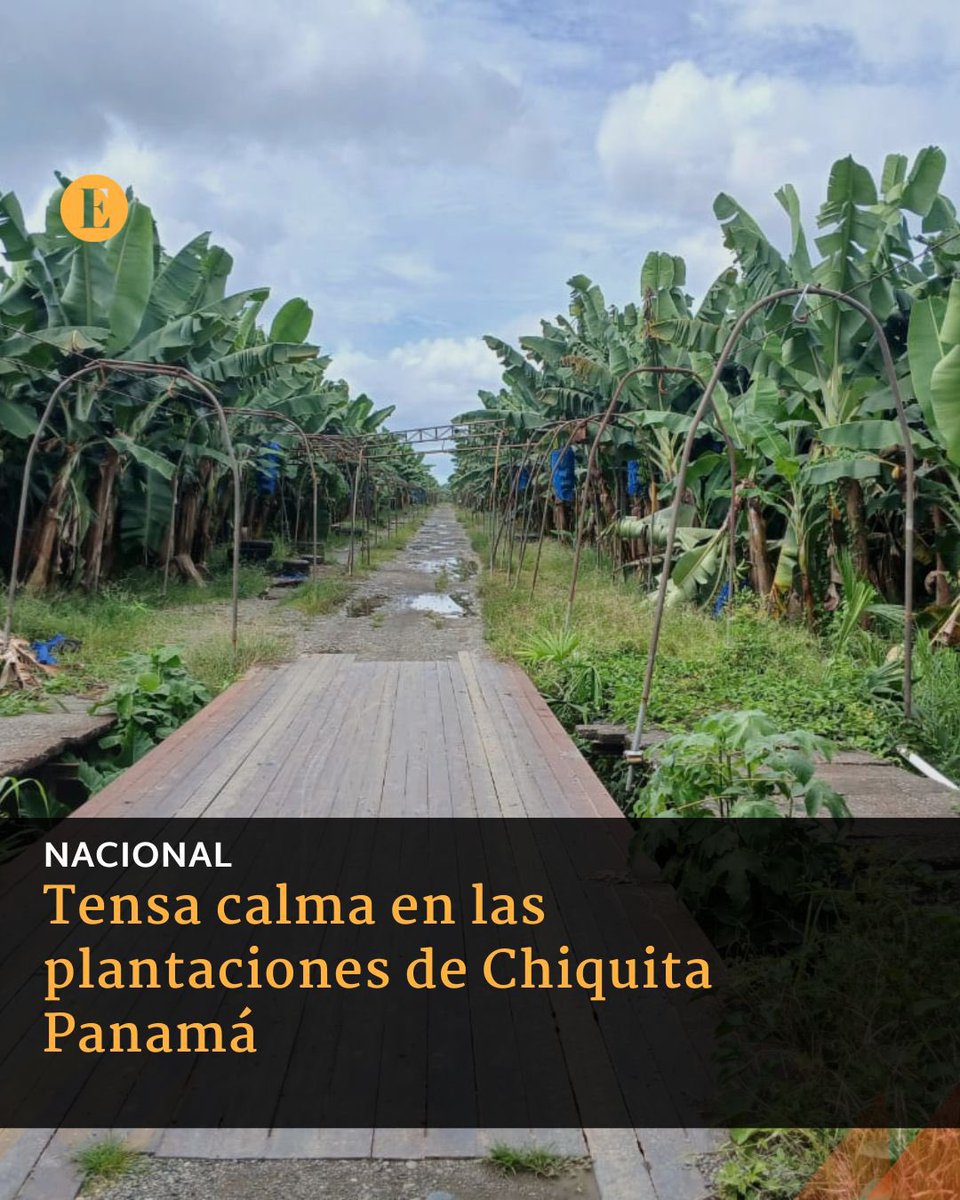 EstrellaOnline's tweet photo. En las plantaciones de Chiquita Panamá existe una tensa calma, no hay trabajo, solo silencio. Aunque algunas personas señalan que tienen hambre, sobre todo entra la población indígena. Ademas, está prohibido tomar bananos de las plantaciones. https://t.co/tUwoUZhxJT