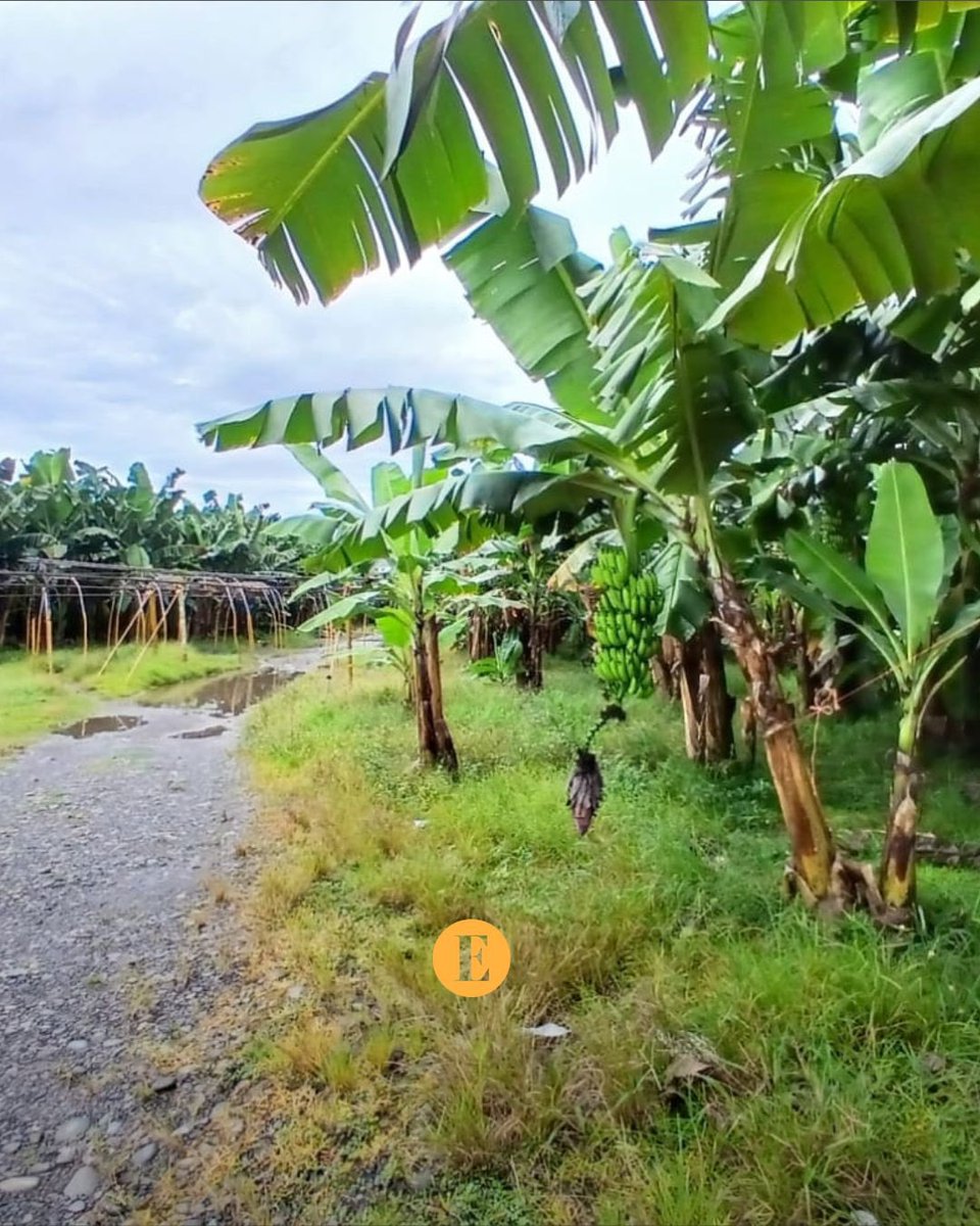 EstrellaOnline's tweet photo. En las plantaciones de Chiquita Panamá existe una tensa calma, no hay trabajo, solo silencio. Aunque algunas personas señalan que tienen hambre, sobre todo entra la población indígena. Ademas, está prohibido tomar bananos de las plantaciones. https://t.co/tUwoUZhxJT