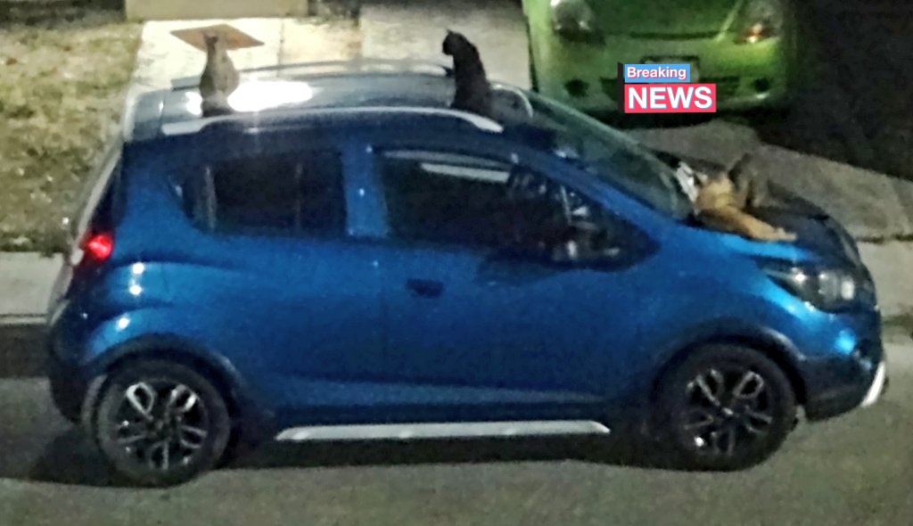 MsJessyNavarro's tweet photo. @ProteccionBj @AytoCancun Reporto por este medio que en la sm528 mz20 hay 8 gatos callejeros mismos que se siguen reproduciendo. Solicitamos su ayuda para que vengan por ellos ya que hacen sus necesidades por todas las casas creando un foco de infección. https://t.co/J4t3eiJS4U