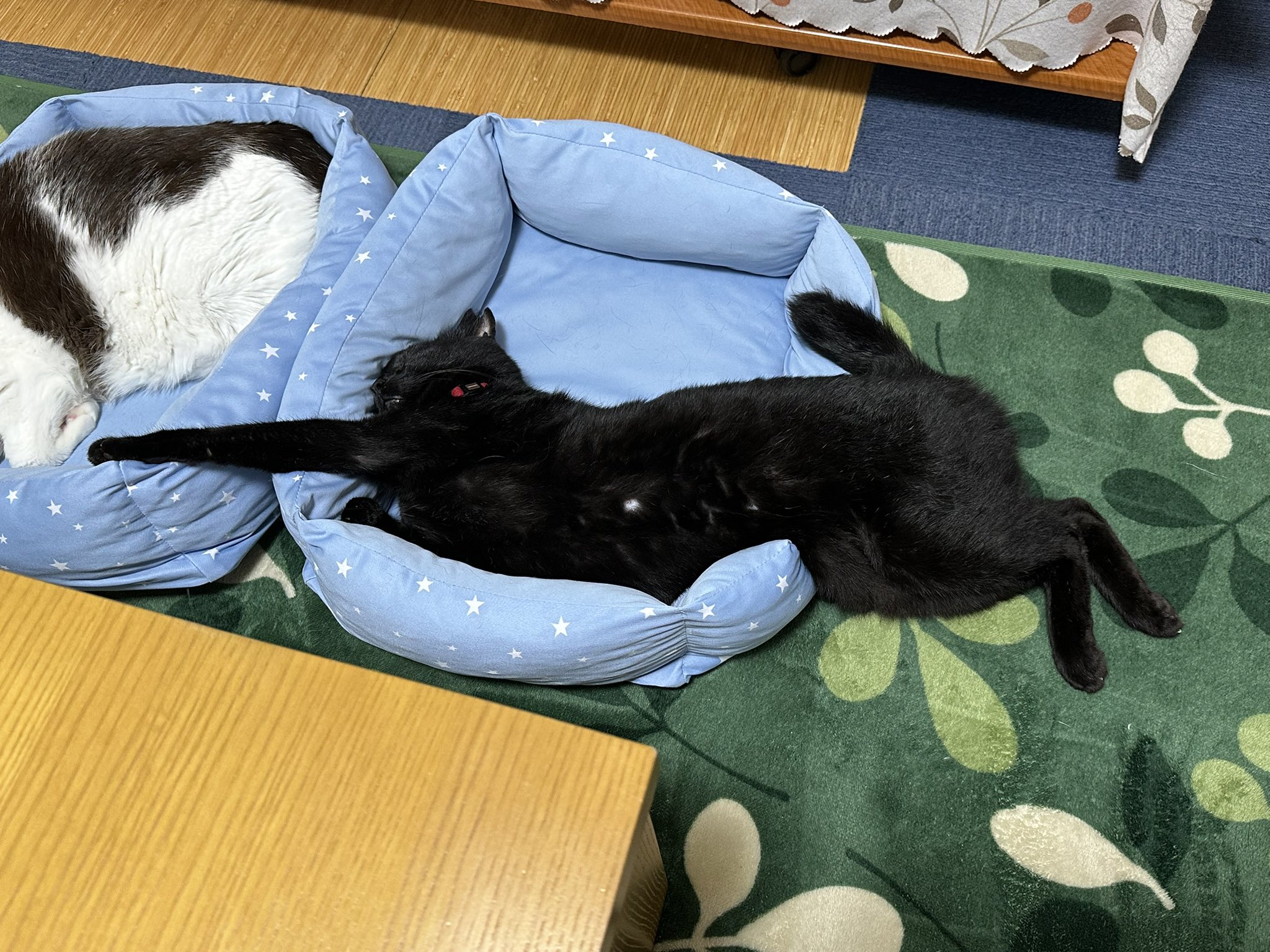 選ぶなら Winnie様専用 黒猫、今日の黒猫、愛猫、野鳥、寝る猫
