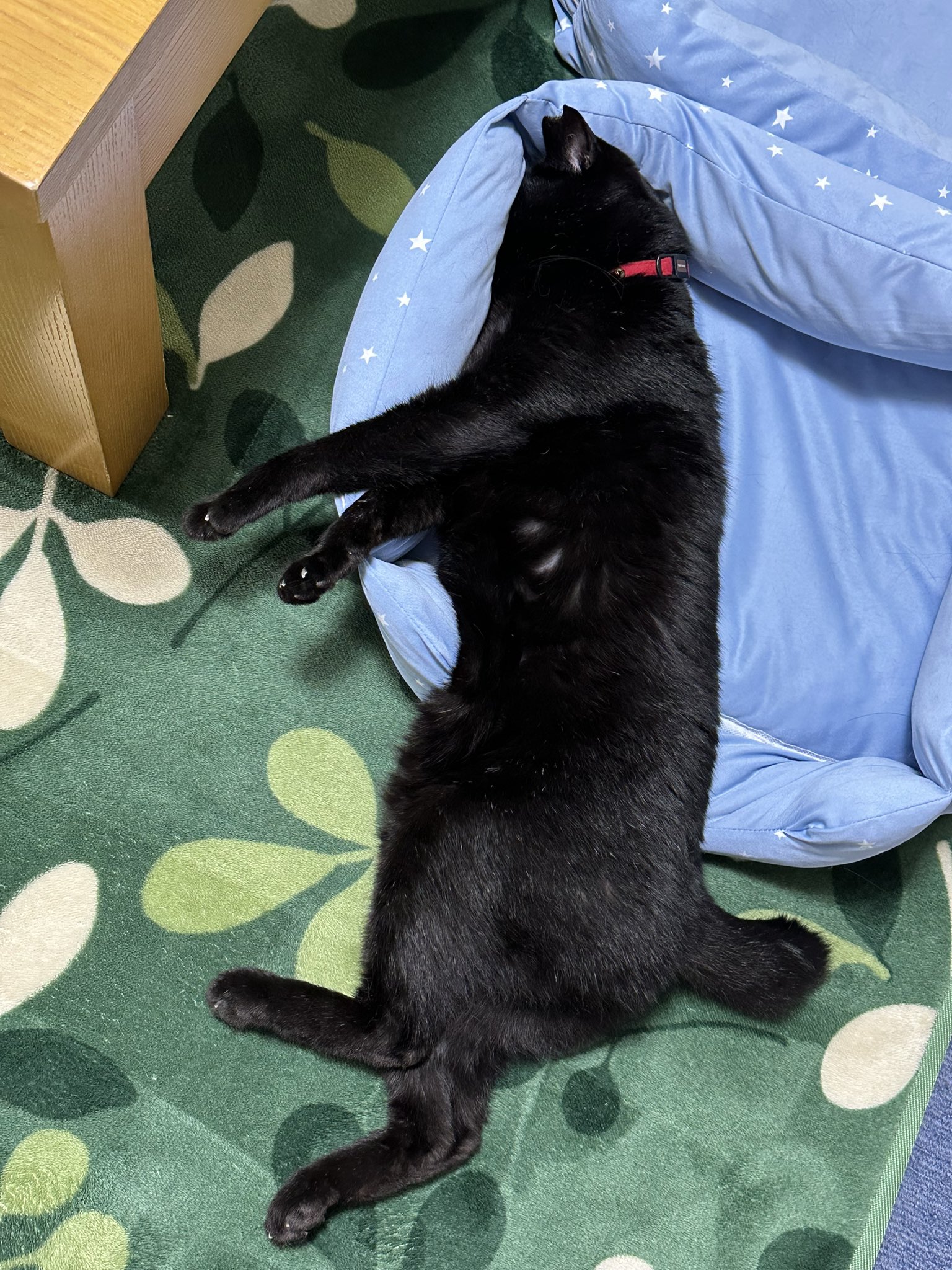 黒猫 黒猫つくねちゃん太しっぽ | 今日はオレオくんの命日です。目力