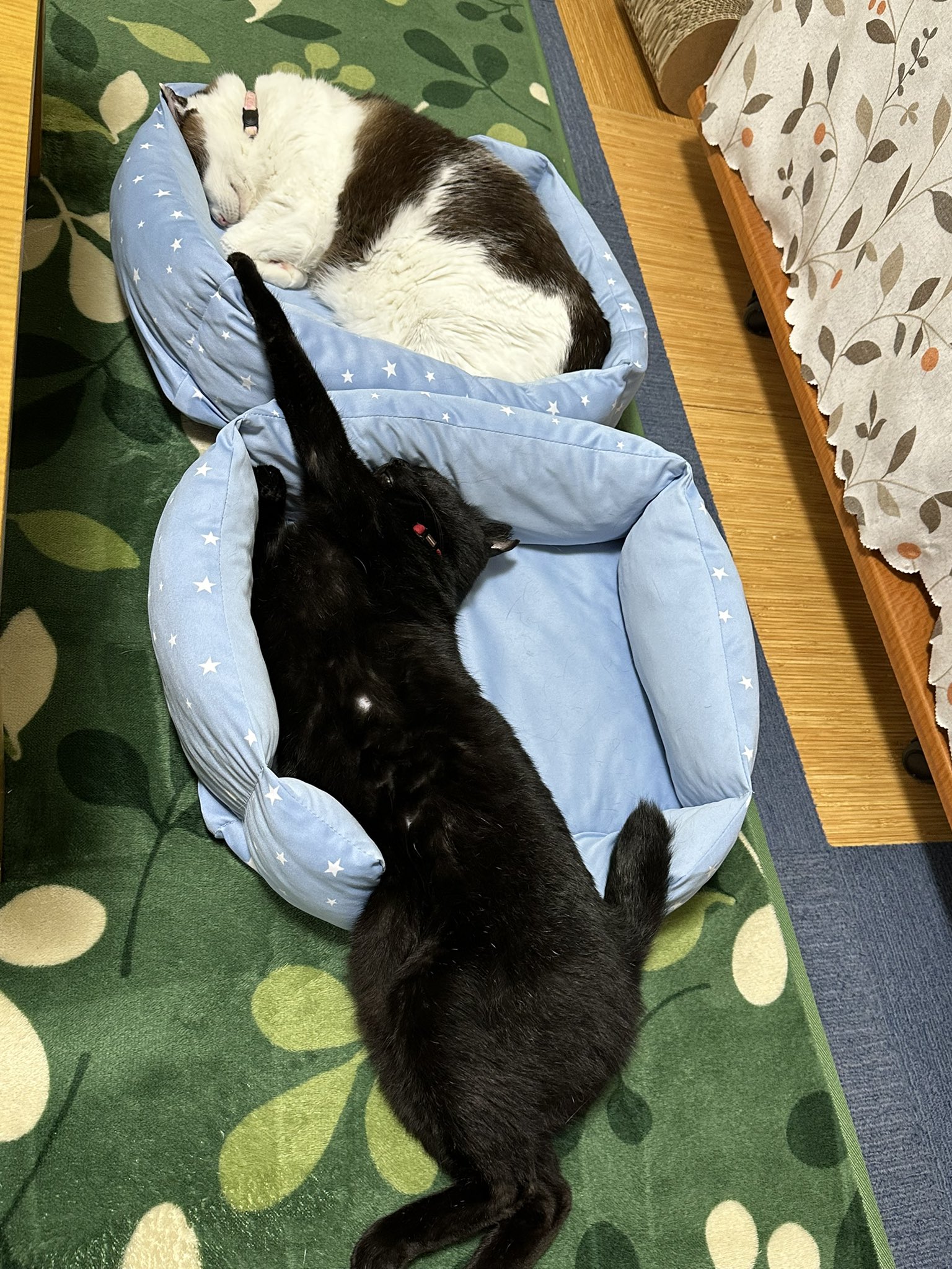くろねこページ① 2024/11/22発売 ねこぱんち 紅葉ながめるネコのしっぽ号に 新