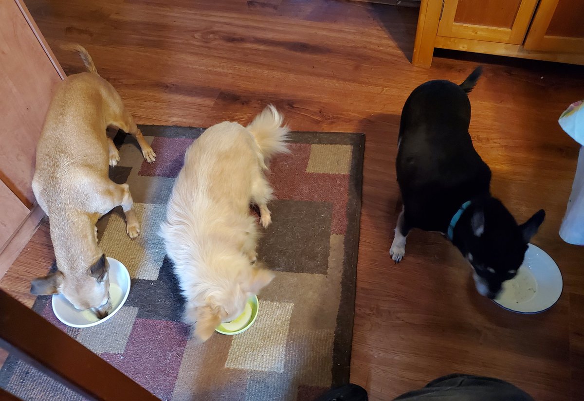 Memory Monday ♥️ Dinnertime! #dogsoftwitter #NinaAngel #Anna #TikiMyHeart #ForeverLoved