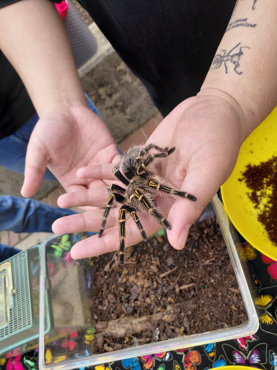 🏕️🐛Happy first day of camp! #InsectTerps, UME Maryland 4-H staff and the Chaco Golden Knee Tarantula are thrilled to welcome all our amazing campers🐞🏕️