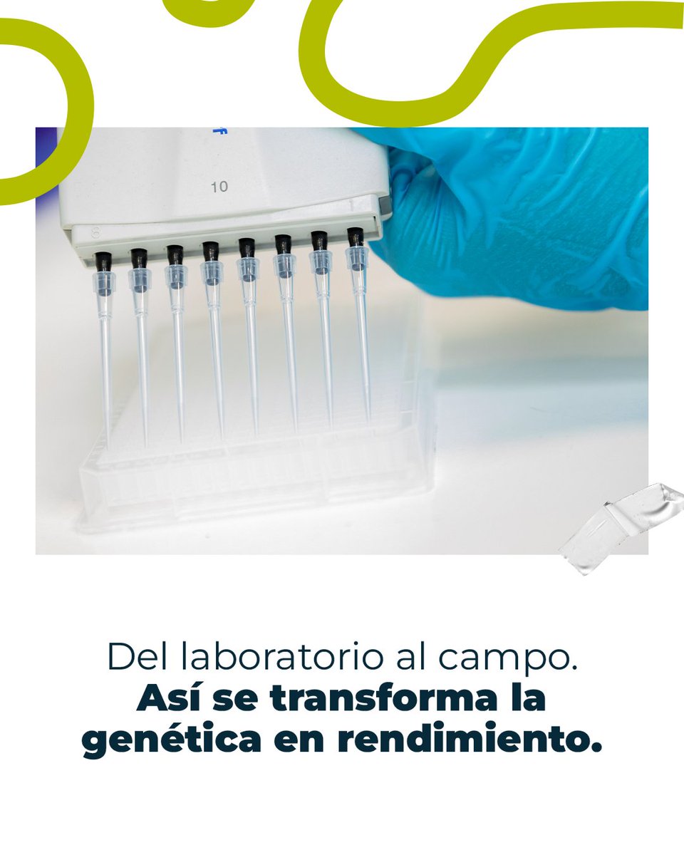 Detrás de cada variedad que desarrollamos en GDM hay un proceso que combina ciencia, innovación y muchos años de experiencia.
🔬Todo comienza en el laboratorio, con investigación, desarrollo, genética y tecnología aplicada para lograr lo que buscamos: variedades de vanguardia .