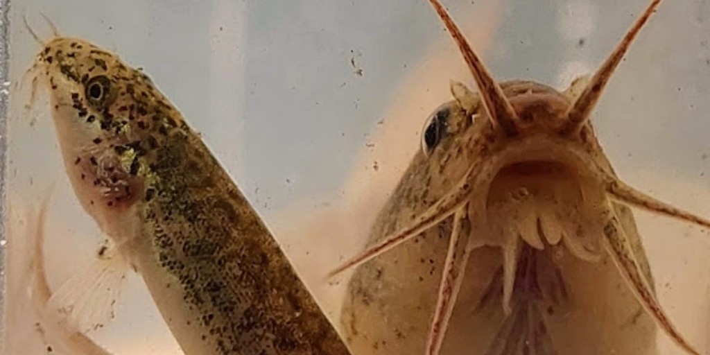 U.S. Fish and Wildlife Service tweet media