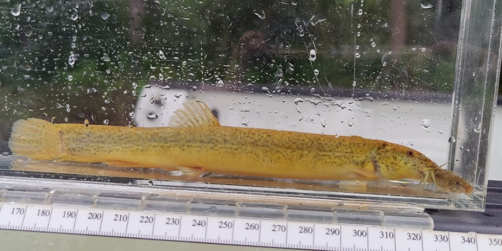 U.S. Fish and Wildlife Service tweet media