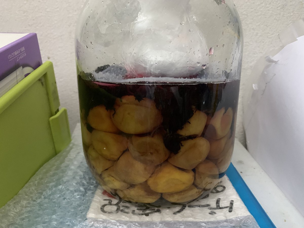 roastpork193's tweet image. 赤紫蘇はこうなりました