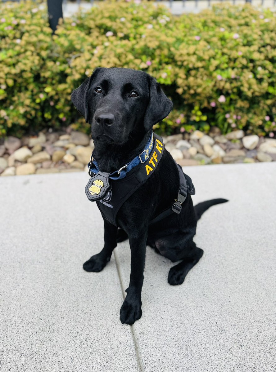 Proud to welcome our K9 Dani to ATF NY! After graduating from ATF’s rigorous S.E.E.K. training at our National Canine Division, she is ready to enhance our abilities to locate critical evidence that might otherwise go undetected. K9s are a force multiplier. We’re fortunate.