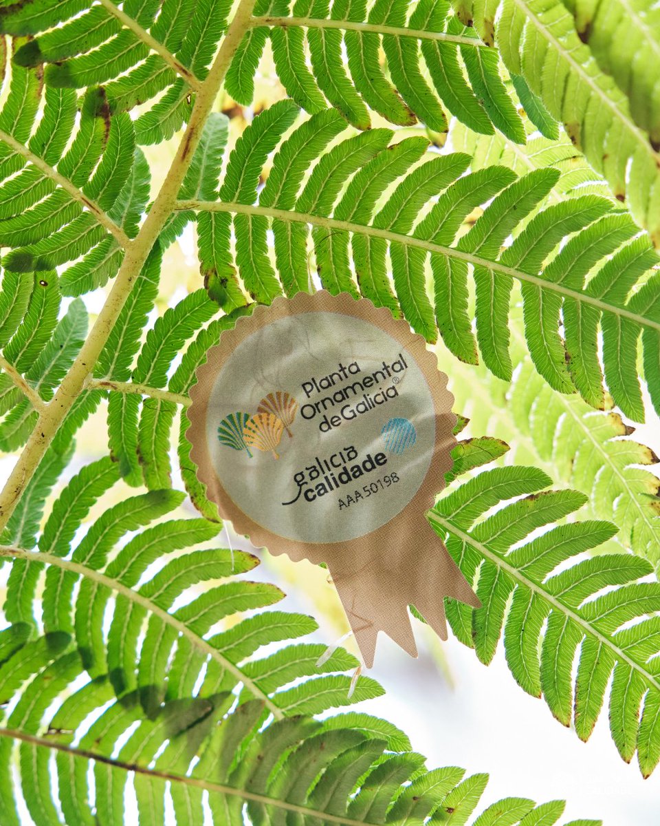 🌿 The Tree Fern plant craftsmanship with <a href="/GaliciaCalidade/">Galicia Calidade</a> stamp 🌿

🌱🔹 #TheTreeFern is a unique small Galician nursery, specialized in the production of tree ferns, the oldest and most spectacular vascular plants on the planet.

@turismodegalicia #GaliciaCalidade