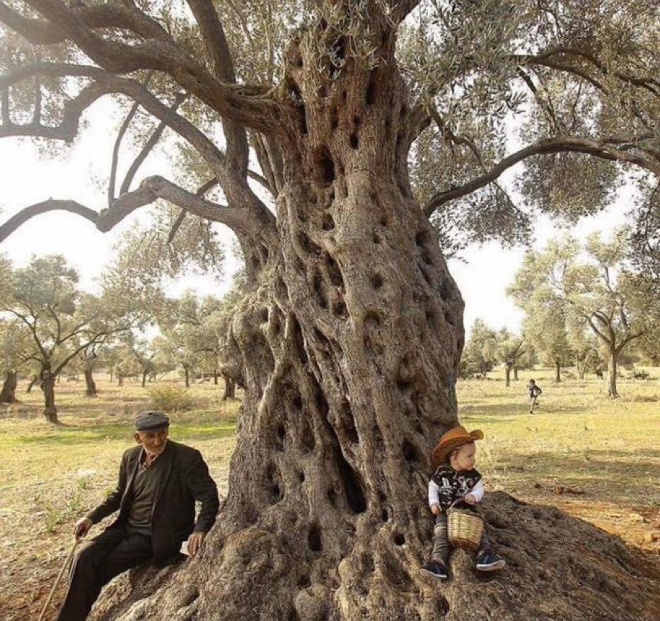 Atatürk büyük adam, dahi...
Onun 1920’lerde gördüklerini bugün göremiyorlar.
Atatürk; 1927’de “Zeytincilik Kanunu Layihası” çıkararak, zeytinciliği devlet politikası haline getirdi.
1939’dan beri yürürlükte...
Dünyada zeytini koruyan tek kanun.
2003’ten beri AKP'nin hedefinde...