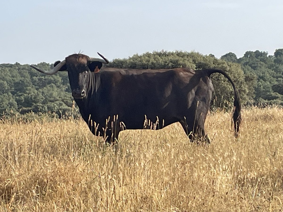 Rafael de Basterra tweet media