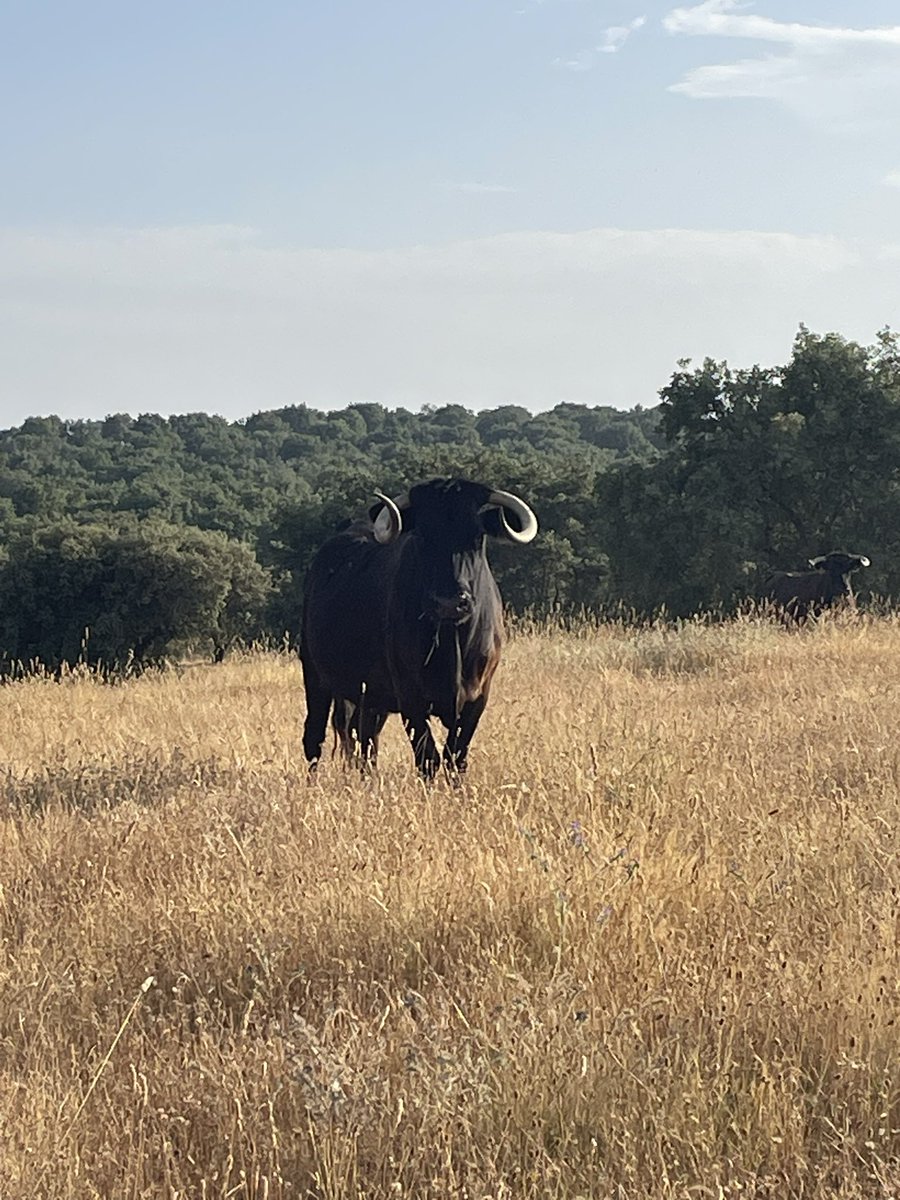 Rafael de Basterra tweet media