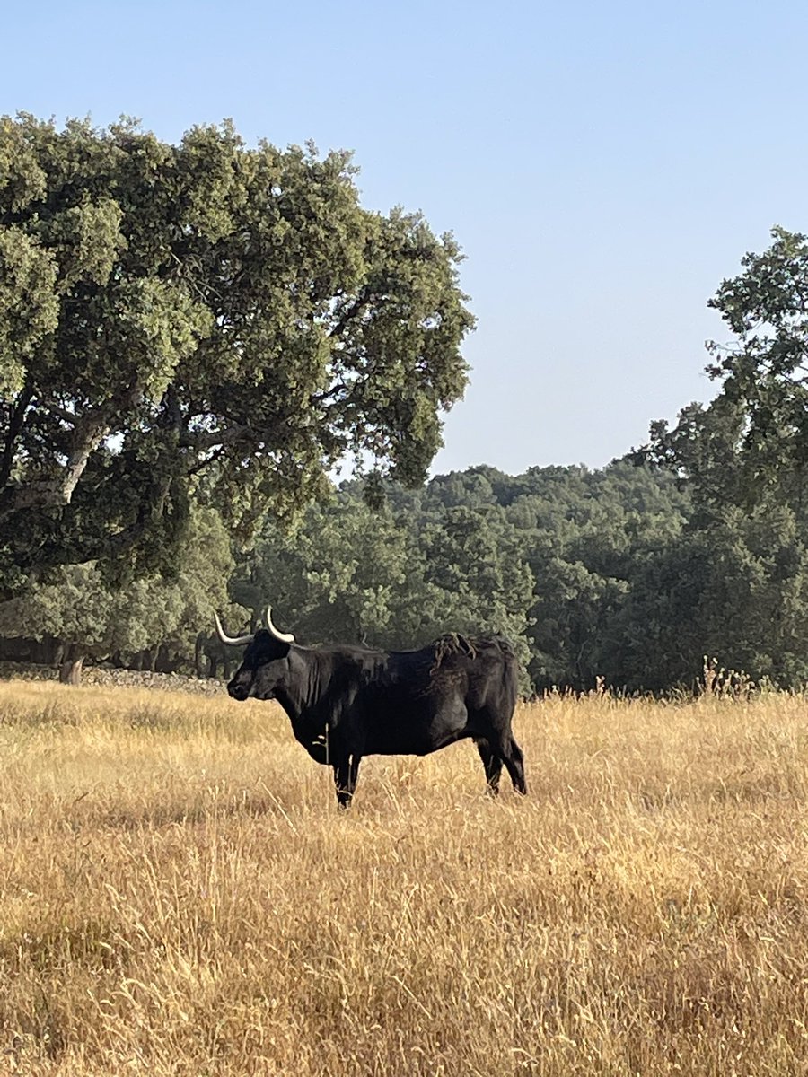 Rafael de Basterra tweet media