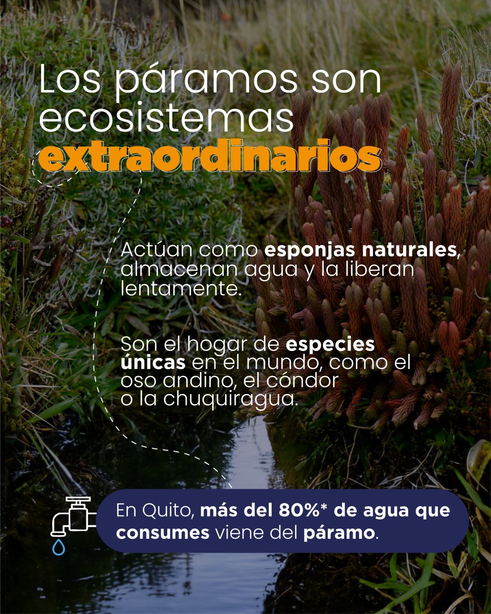 fonag's tweet photo. Desde 2021, cada 23 de junio celebramos el #DíaNacionalDeLosPáramos en Ecuador ⛰️💧, una fecha que nos recuerda la importancia de proteger estos ecosistemas extraordinarios. 

#SinPáramosNoHayAgua #fonag #juntoscuidamoslasfuentesdeagua #juntoscuidamoslasfuentesdeagua #fonag25años #juniomesdelpáramo
