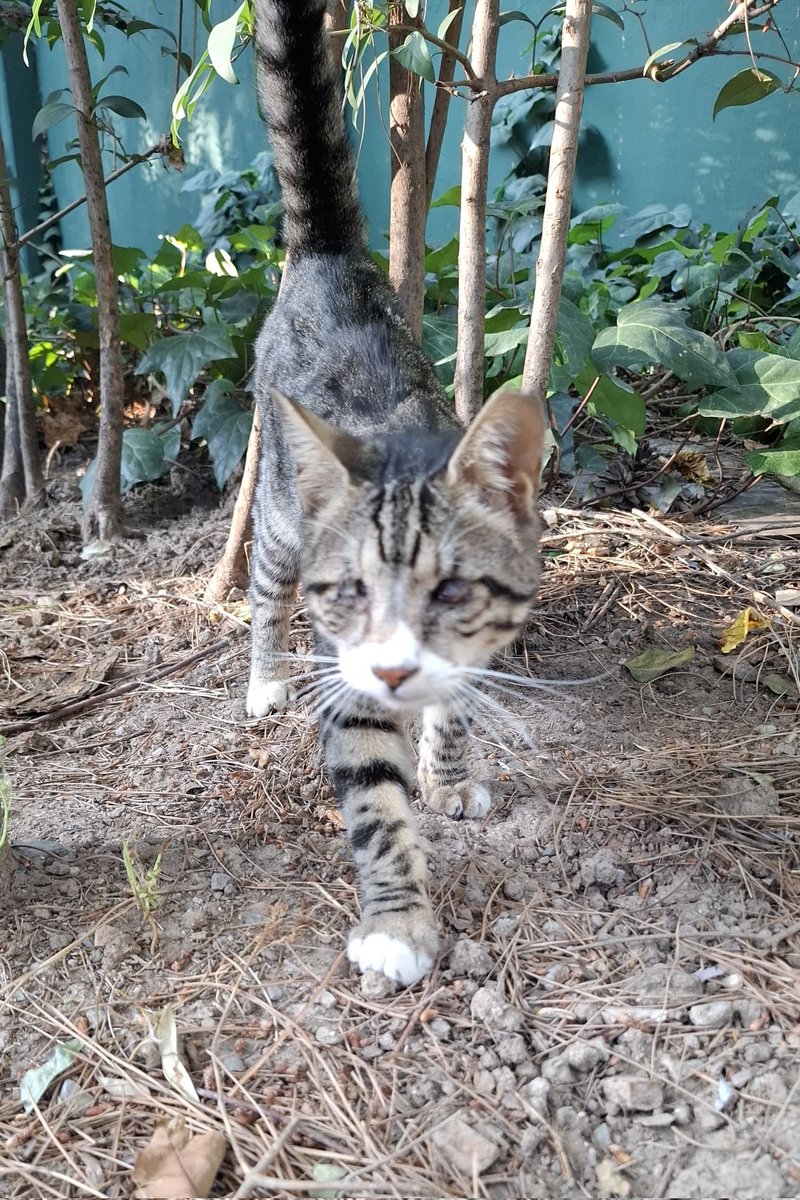 İki kör kediyi fuara atmışlar. Diğer kardeşi maalesef ölmüş. Bu kedi de çok korkmuş. Gruplara attılar yine. Kimseden ses çıkmadı. Geçici de olsa yuvasını açacak kimse var mıdır? İZMİR