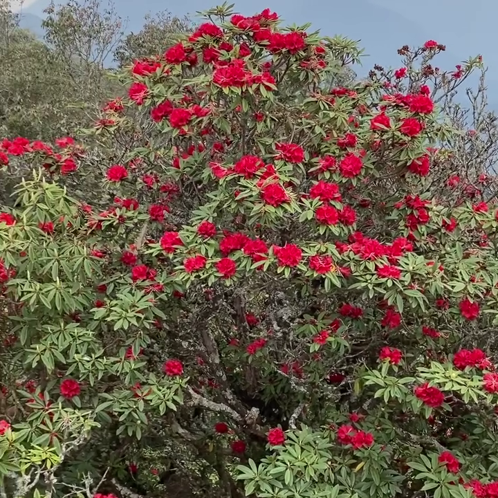 IndiaAesthetica's tweet photo. Red Rhododendron: State flower of Nagaland in Spring  🔴💮 🇮🇳 https://t.co/T8ekWIYWNH