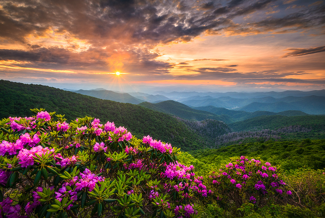 DaveAllenPhoto's tweet image. Shining Through - Sunset over some blooming rhododendron bushes in the Blue Ridge Mountains near Asheville, North Carolina.  Hope you all had a wonderful weekend! #photography