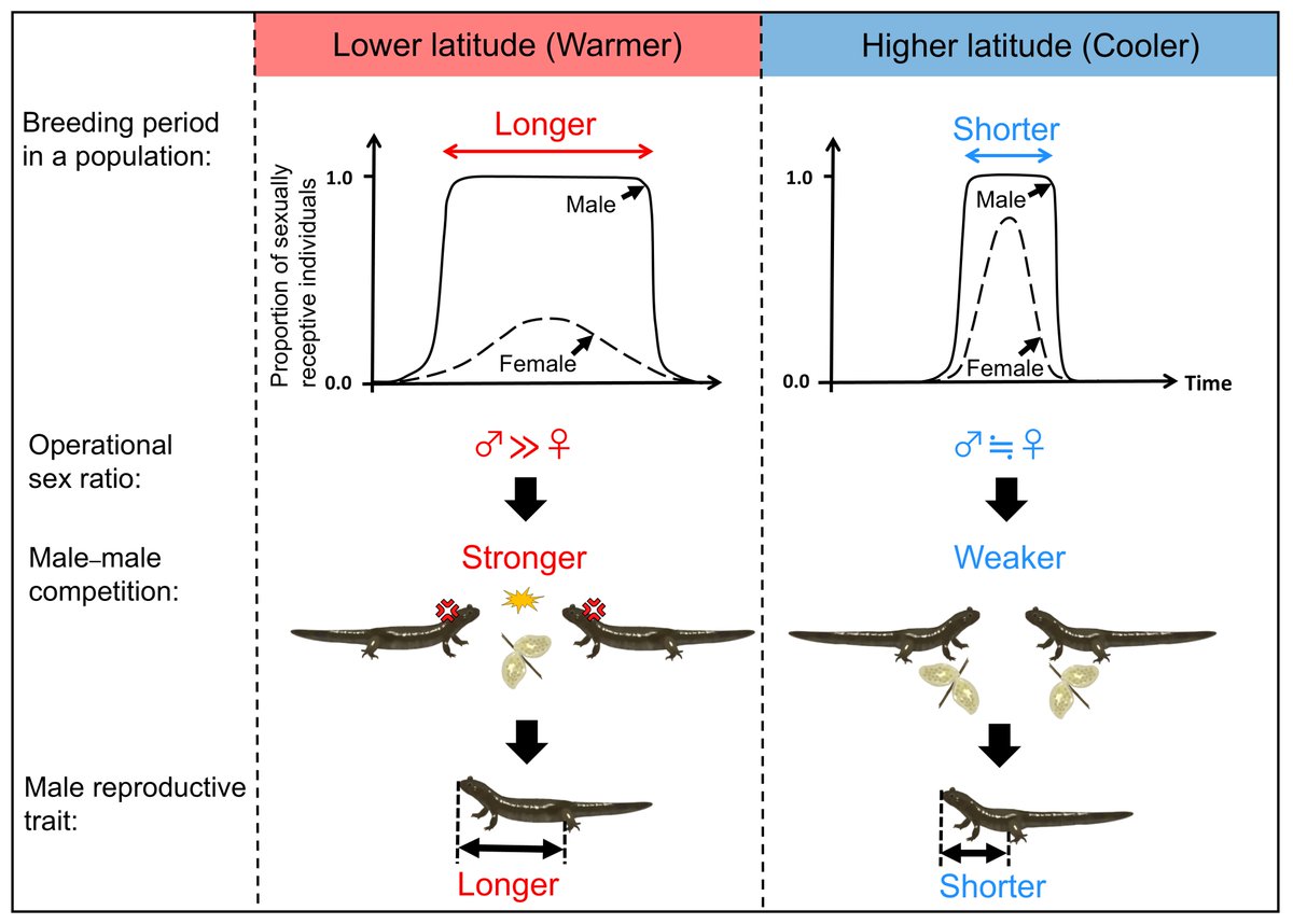ESAMonographs's tweet image. 🆕 & #OpenAccess in the journal: In Japanese salamanders, southern males evolve bigger bodies for mating battles — evidence of a latitude-linked trait shaped by sexual selection
📄Latitudinal patterns in a reproductive trait driven by sexual selection
doi.org/10.1002/ecm.70…