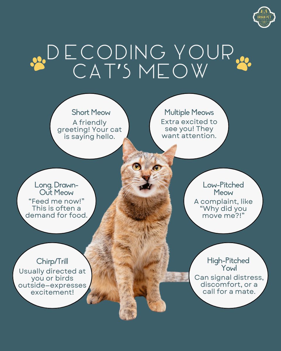 UPetrx's tweet image. Ever wonder what your cat is trying to say? 🐱💬 From sweet chirps to dramatic yowls, every meow has a meaning! Pay close attention, and you’ll start understanding your kitty’s secret language. 🥰 Which meow does your cat use the most? #CatLanguage #HappyCats