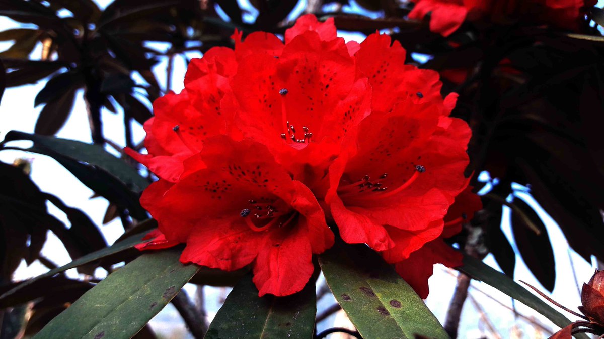 IndiaAesthetica's tweet photo. Red Rhododendron: State flower of Nagaland in Spring  🔴💮 🇮🇳 https://t.co/T8ekWIYWNH