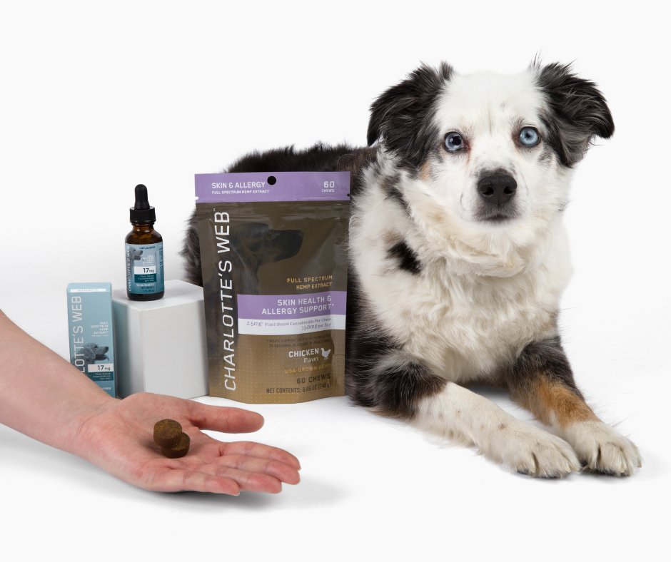 🐶 Want to learn how to calm a restless dog at night or any time of day? Here are a few ways you can take action: charlottesweb.com/blogs/learn/ho…