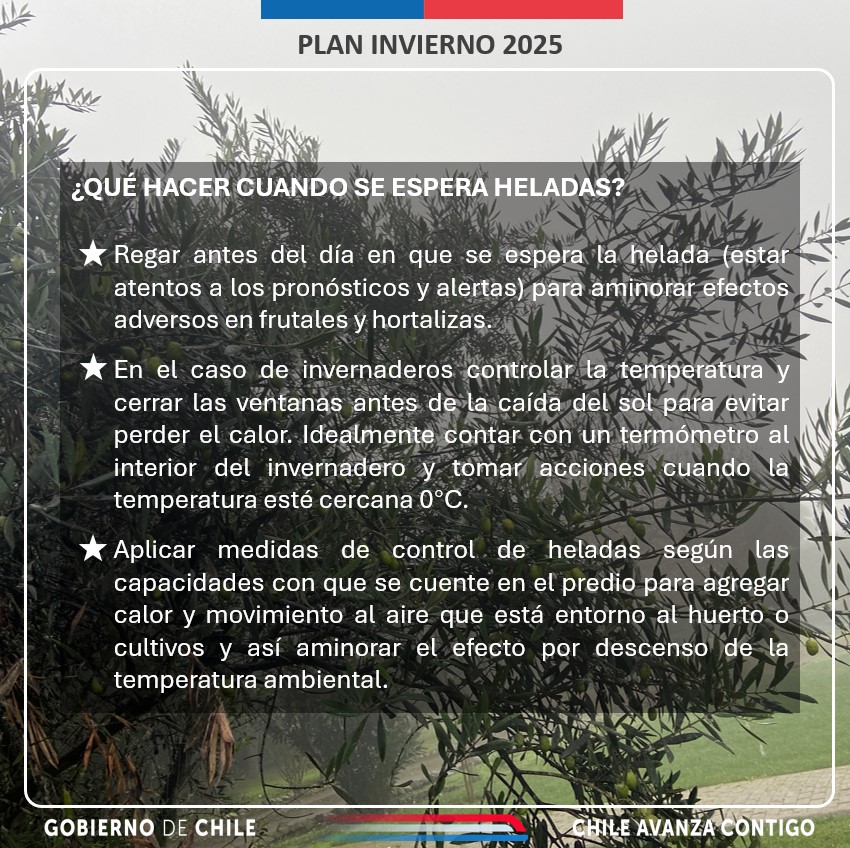 🫥😰Esta semana se espera heladas superficiales y meteorológicas desde la región de Valparaíso a la de Los Lagos, pero ¿qué se entiende por estos conceptos? ¿Cómo debe afrontar el agro las heladas? Compartimos con ustedes estas recomendaciones de invierno.