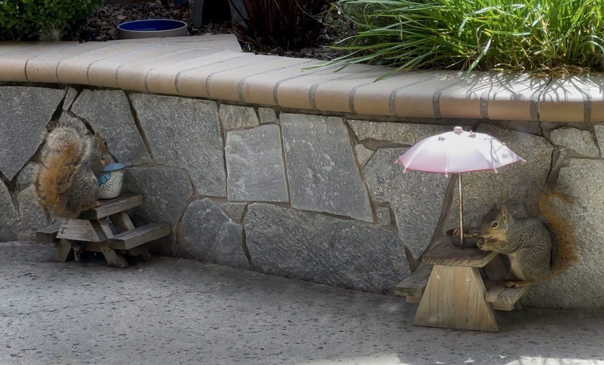 squirrelbuzz's tweet image. Our tables are full, there’s a couple squirrels in treetop dining, and one here for curbside pickup. It’s another busy Monday! #squirrelcafe ☕️🐿️ #squirrels #squirrelscrolling