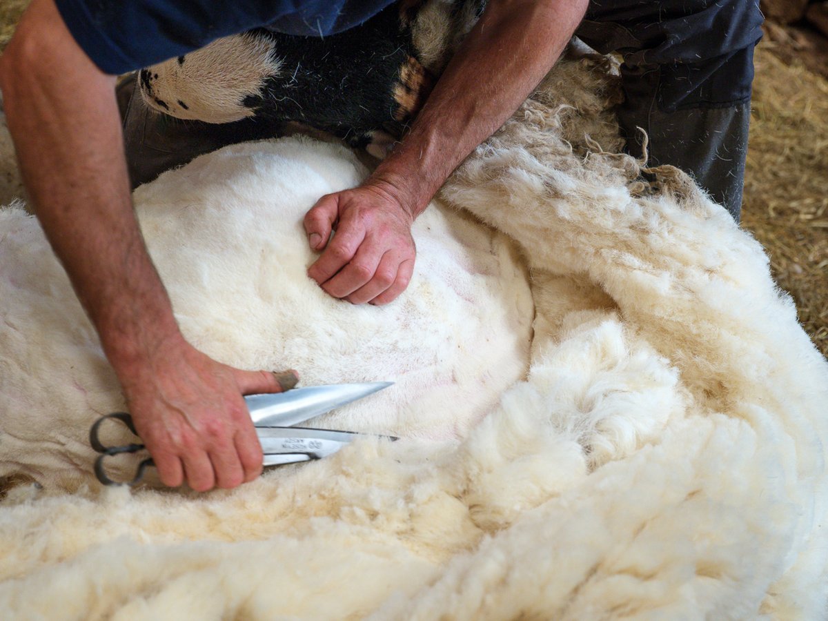 Easing #SheepOfTheDay out of his winter coat