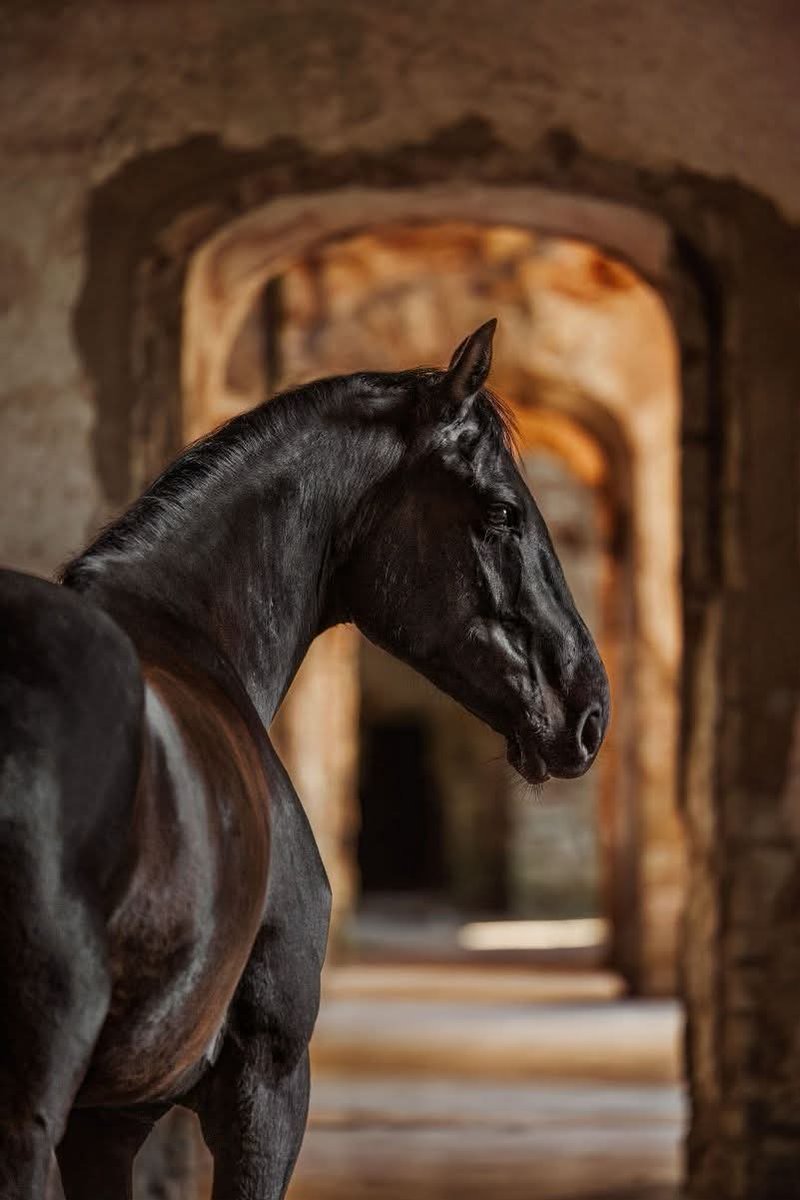 Équitation ❣️