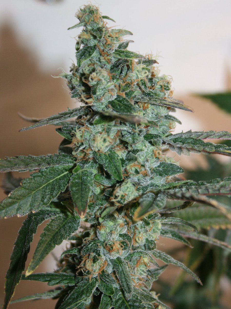 Casey Kush (Comeback Kush #71 x Casey Jones) available in packs of 3 and 7 female seeds.