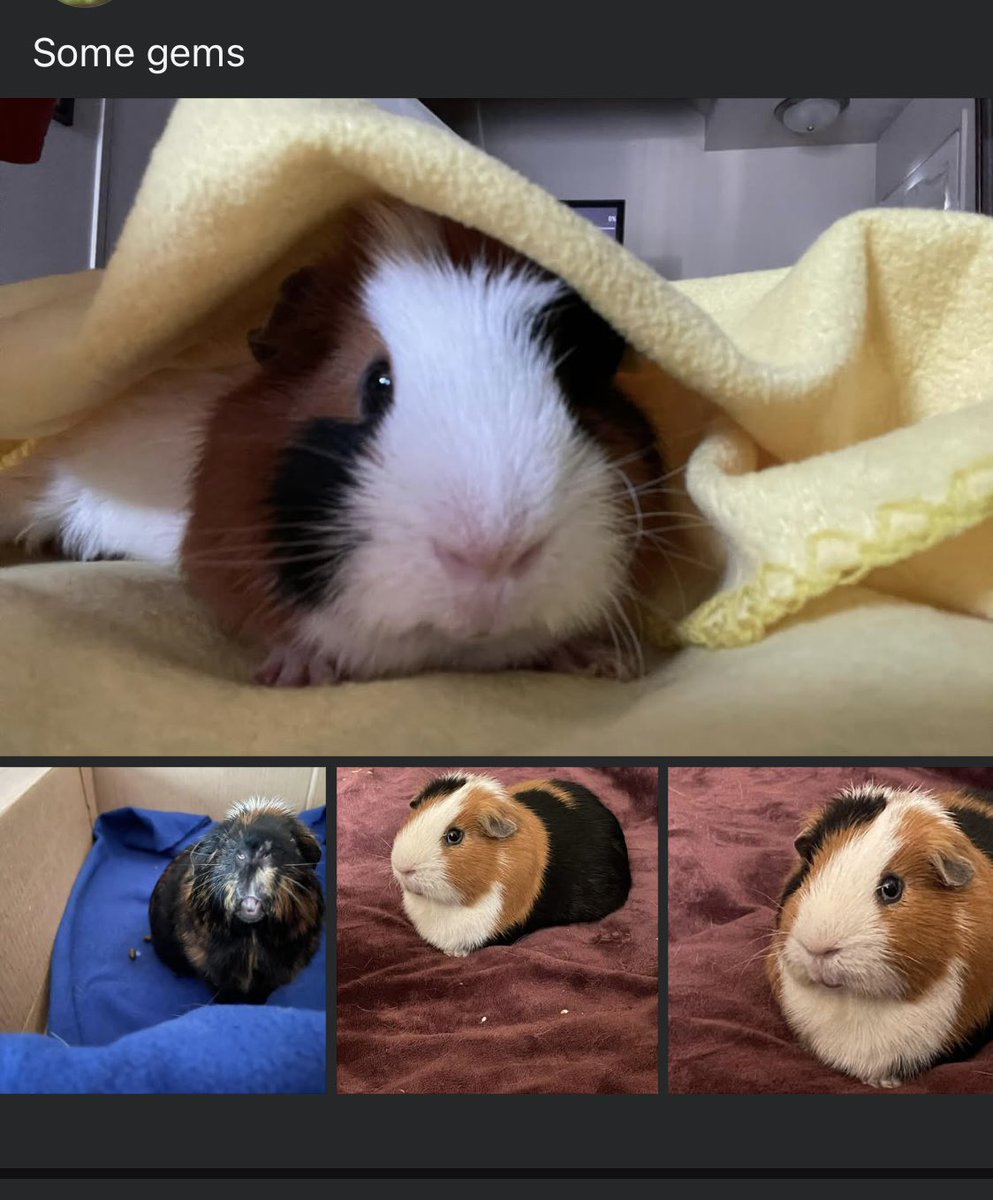 Guinea Pig Central tweet media
