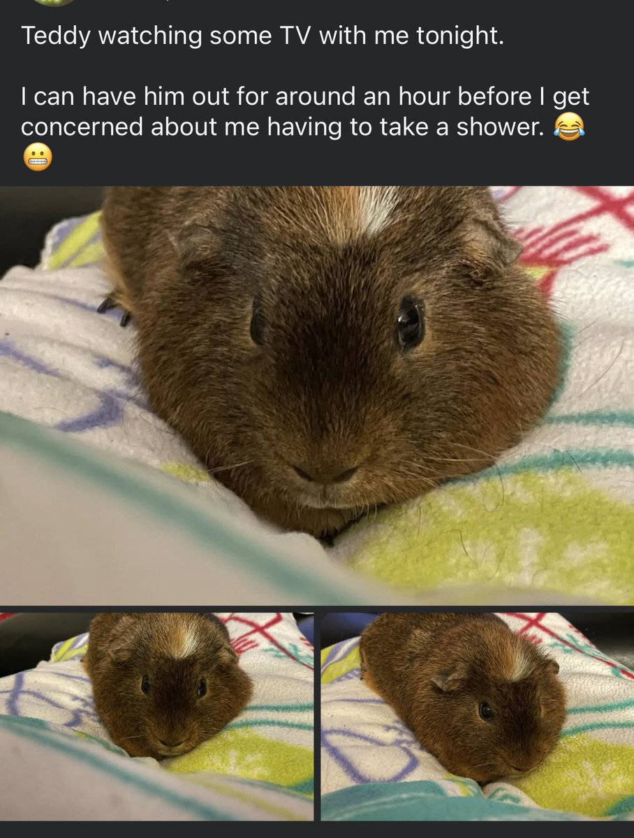 Guinea Pig Central tweet media