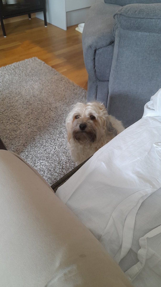 SwedishGamester's tweet photo. The #PyttiPanna was good! 😋
And now there's a cute #doggie that are demanding to get my #attention! 😅
Mom is #dogsitting my #sister's family dog #FancyNancy today, so once it has stopped #raining we're gonna go out on a short #walk. https://t.co/6EiP3LDsNY