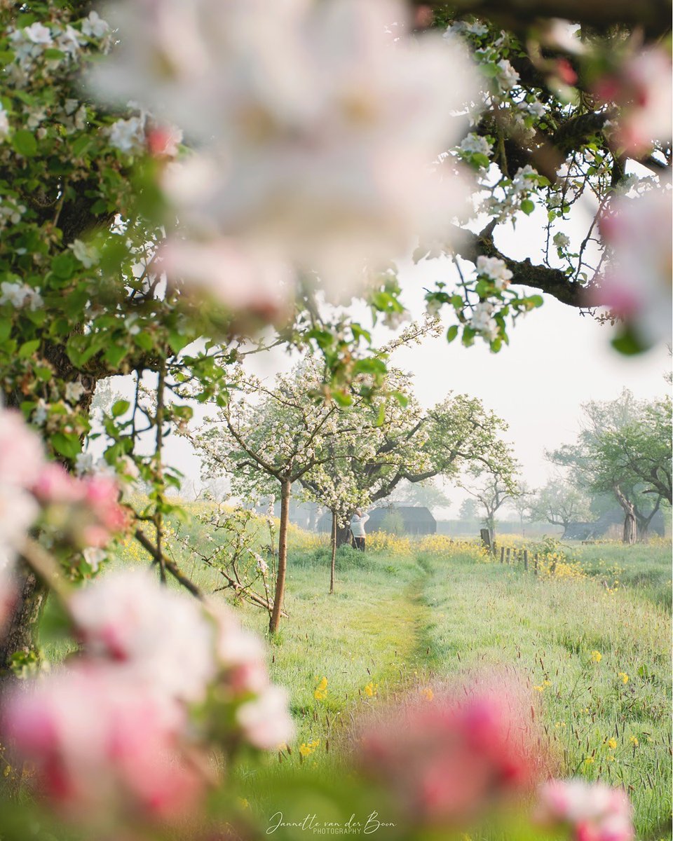 leellrc's tweet image. There is the elixir of life in the gentle summer breeze.
The more it caresses me, the more alive I feel.
Bhuwan Thapaliya