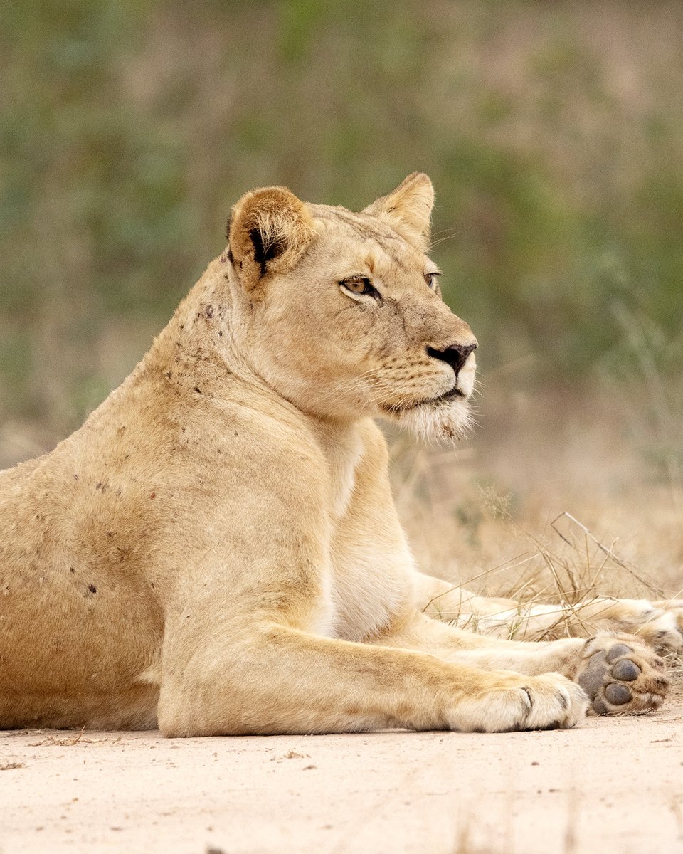 Ubuntu Travel Group tweet media