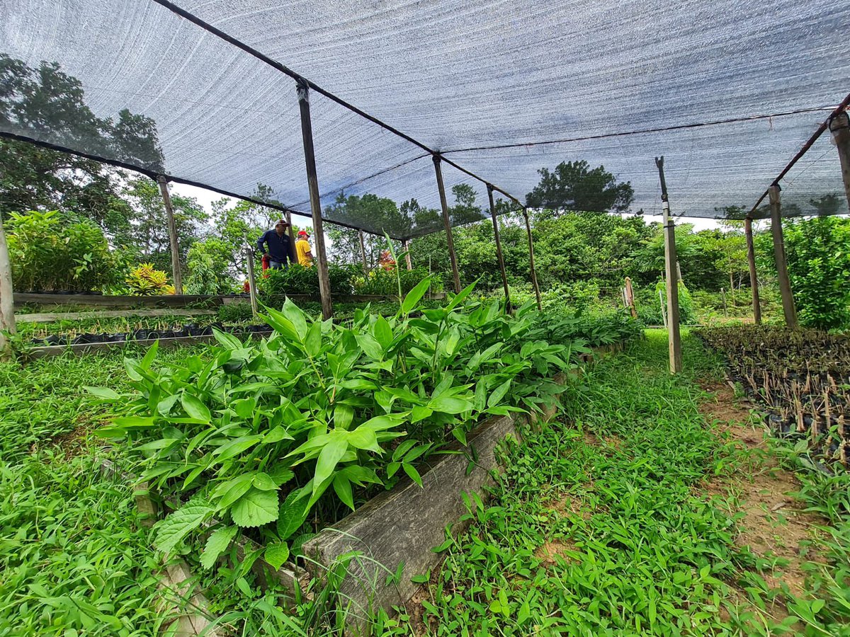 inbarlac's tweet photo. En Panamá el proyecto #SolucionesBasadasenBambú financiado por @AECID_es con su programa #Arauclima e implementado por #INBAR ha desarrollado ECAs🎋con el apoyo de @MiAmbientePma. 

Muestra de ello es el vivero de bambú de la Asociación Agroforestal de Pagua 🇵🇦

@AECIDCostaRica https://t.co/v2JRMajSt9