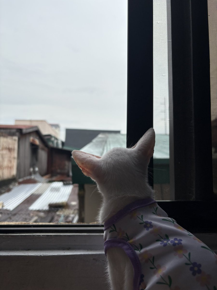 phormonestan's tweet photo. Hirap maattach sayo baby. Kaya pala lagi ka nakatingin sa sky. Run free Snowiee! 🥲🕊️ https://t.co/WpgbM41CMj